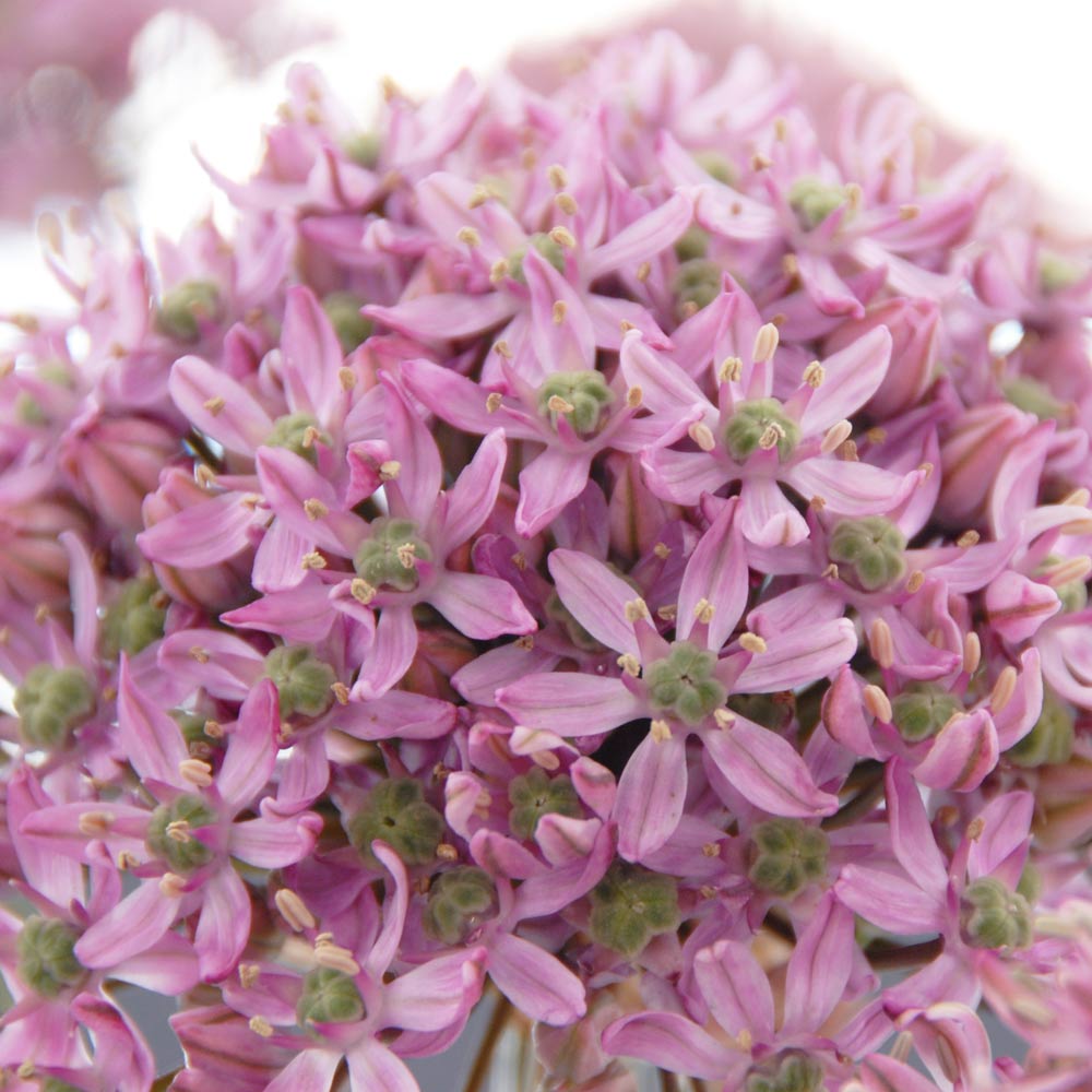 Allium 'Pink Jewel' White Flower Farm