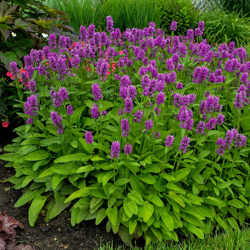 Stachys monieri 'Hummelo'