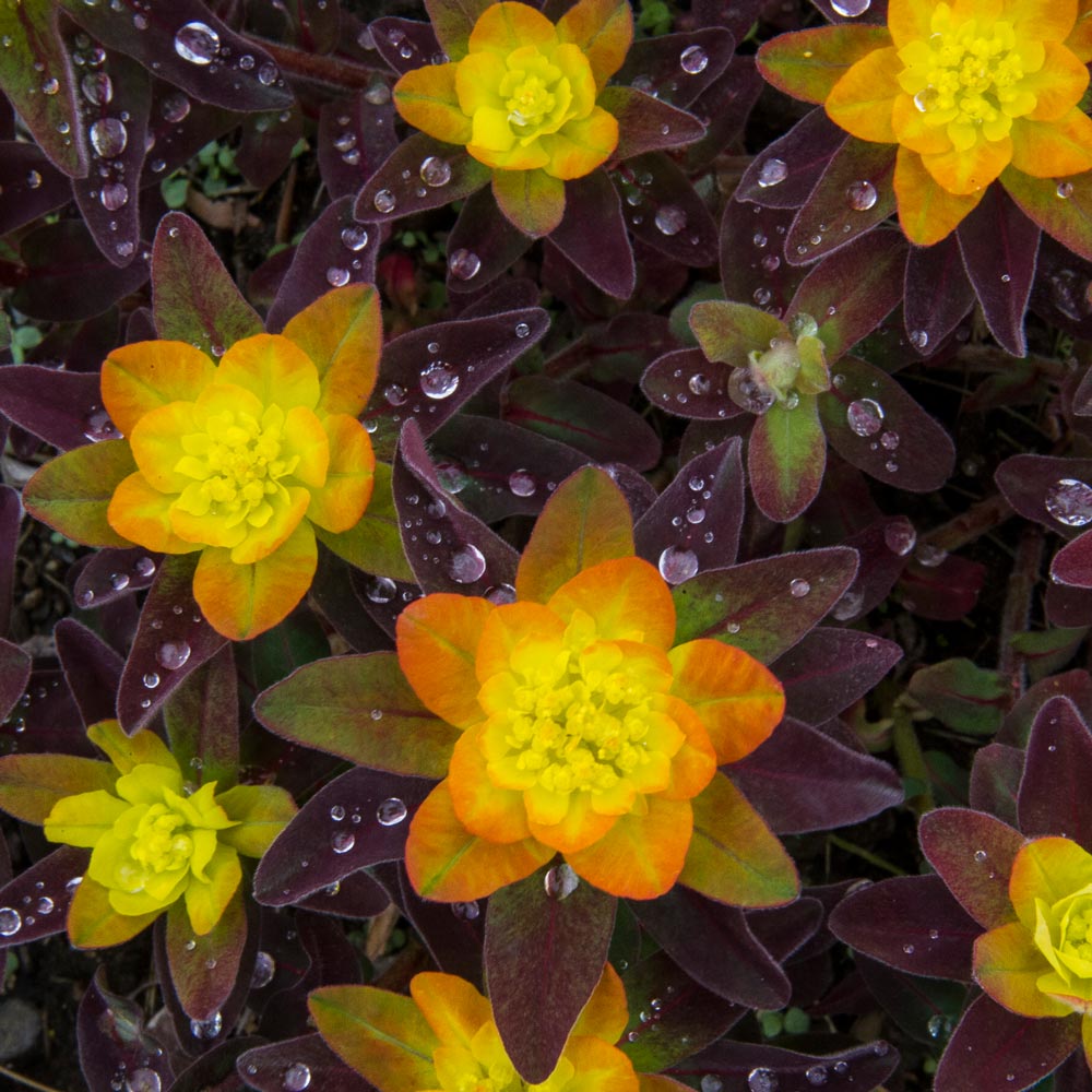 Euphorbia polychroma 'Bonfire'