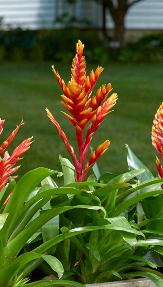 Bromeliad Vriesea