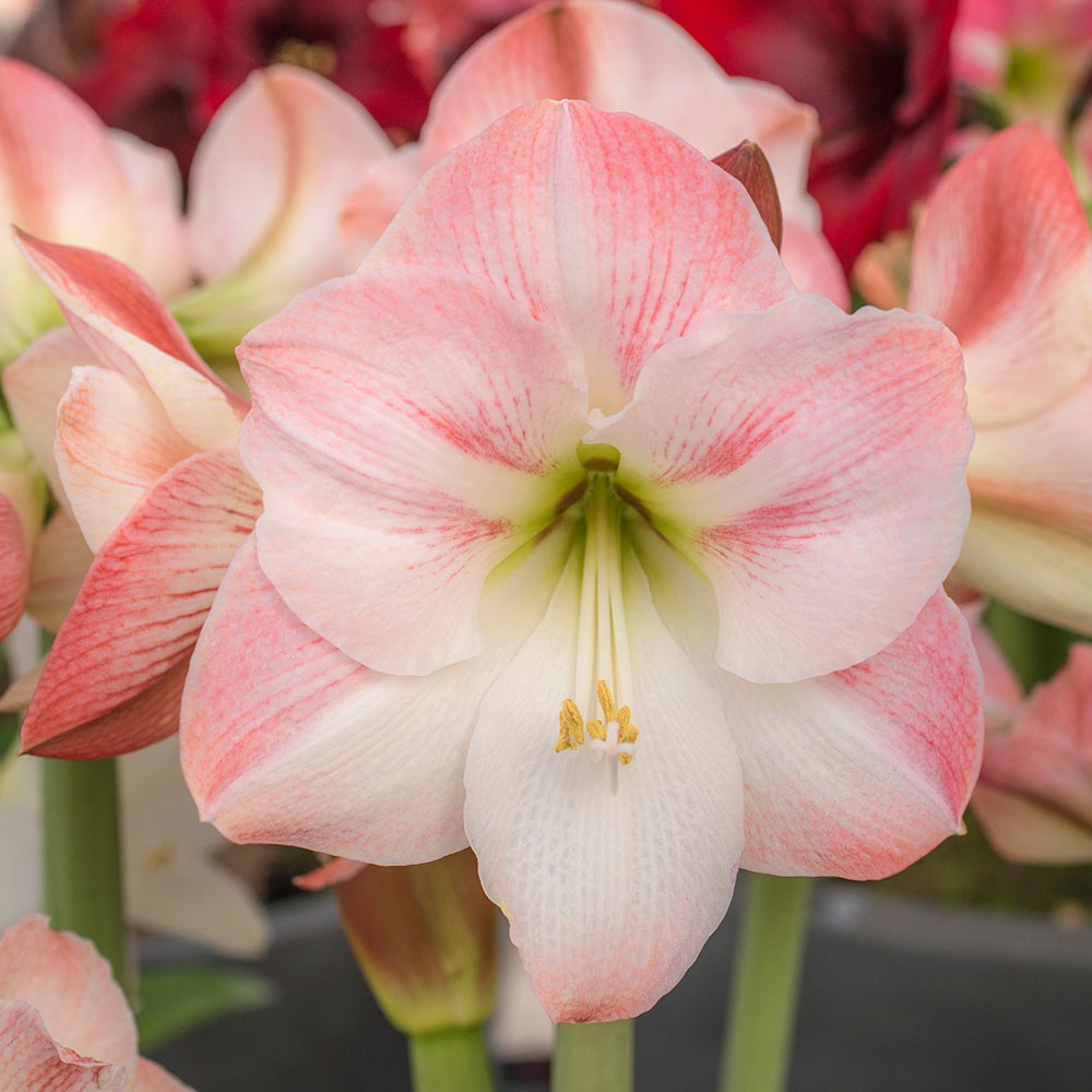 Spectacular Amaryllis Bulbs Perennial Resistant White Flower Gift Garden Plants