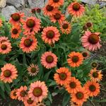  Echinacea Prima™ 'Ginger'