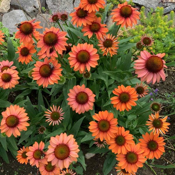 Echinacea PRIMA 'Ginger' | White Flower Farm