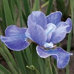  Iris sibirica 'Silver Edge'
