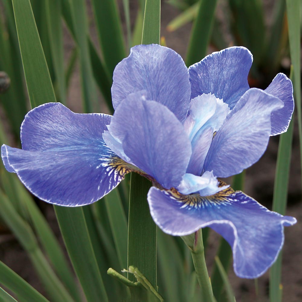 Iris sibirica 'Silver Edge'