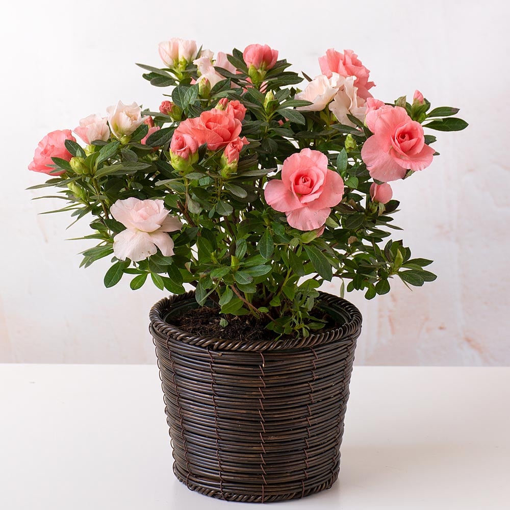 Azalea Rozalea® Pink in basket