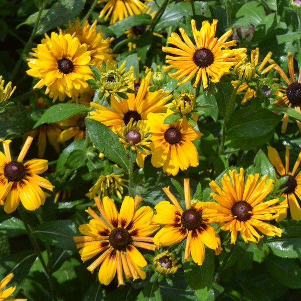 Rudbeckia hirta Chim Chiminee Mix White Flower Farm