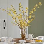  Forsythia Flowering Branches