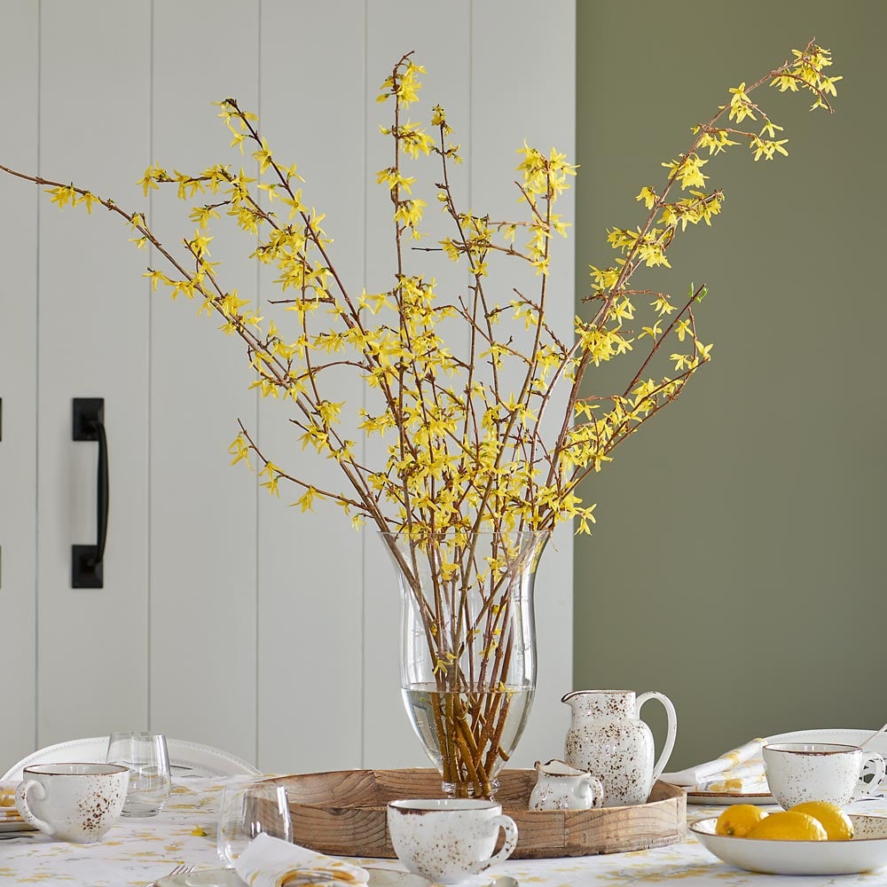 Forsythia Flowering Branches