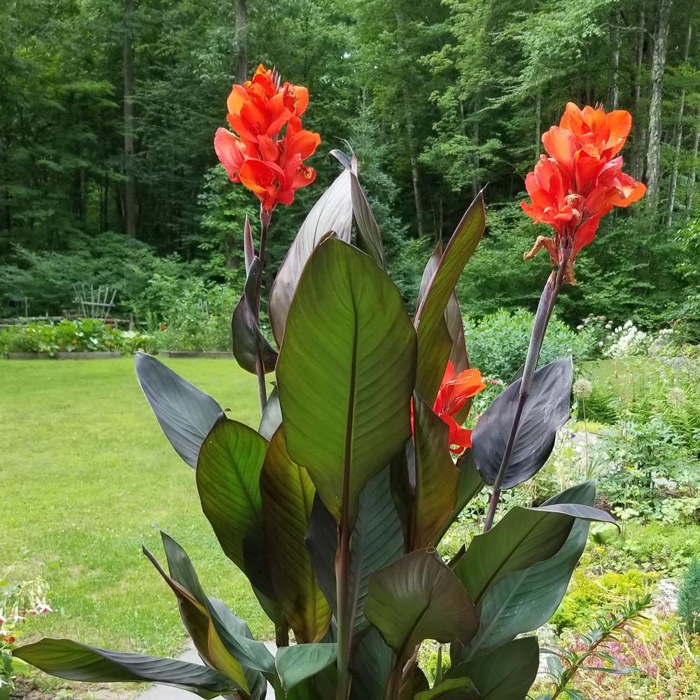 Canna Cannova® Bronze Orange