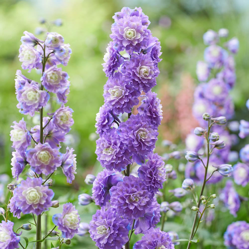 Delphinium elatum Highlander Bolero