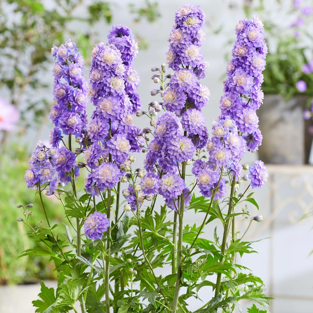 Delphinium x elatum Highlander 'Bolero' NEU Züchter Staude Pflanze Rittersporn 