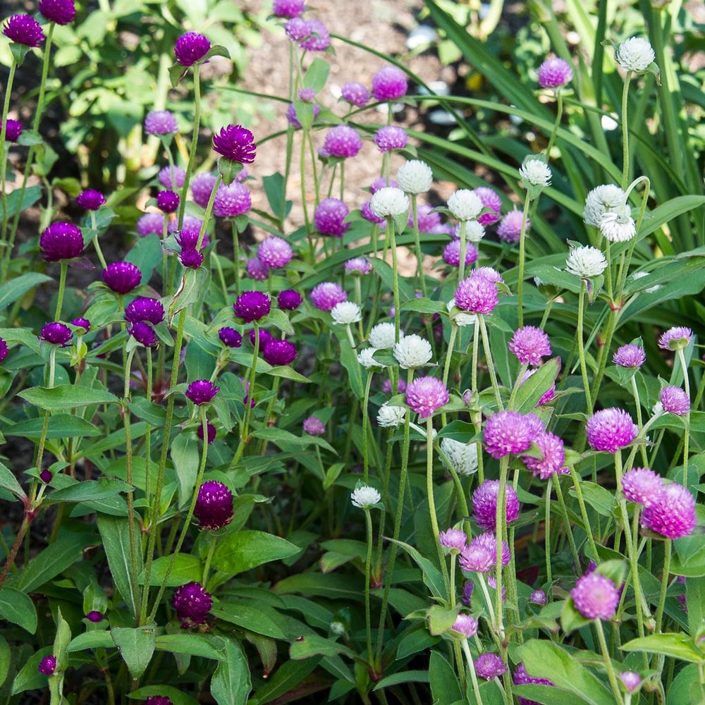 Ping Pong Gomphrena Trio