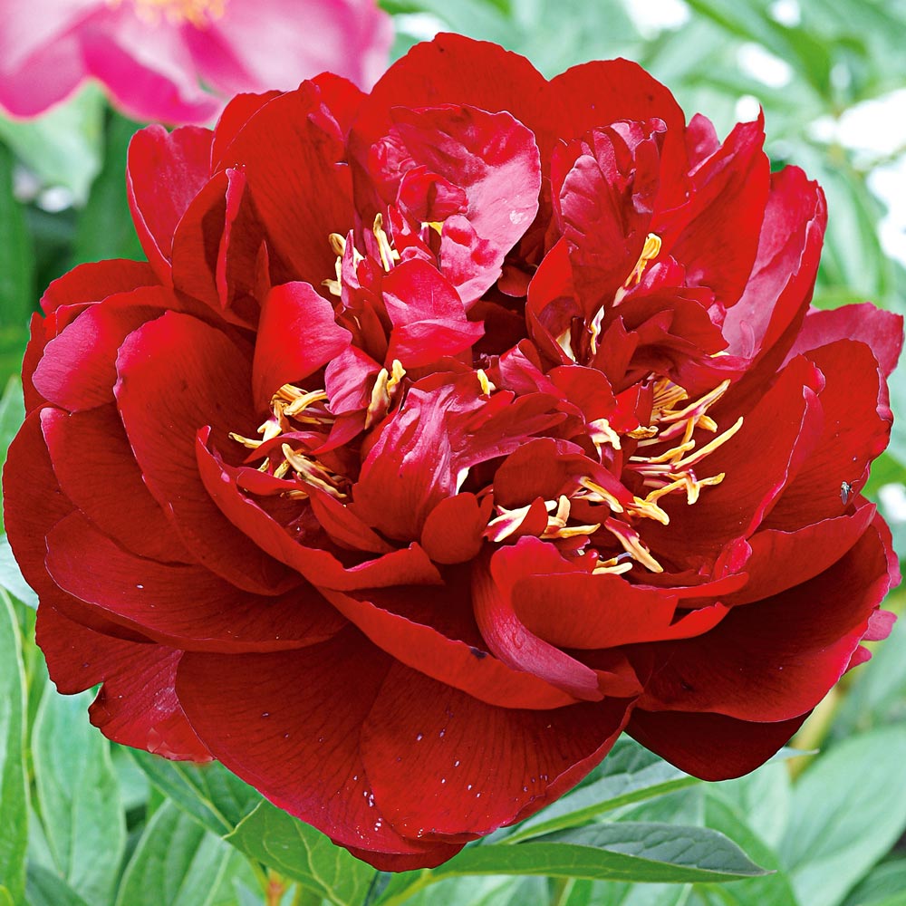 Peony 'Buckeye Belle'