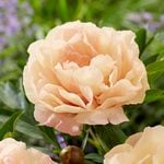  Peony 'Canary Brilliants' - Itoh Peony