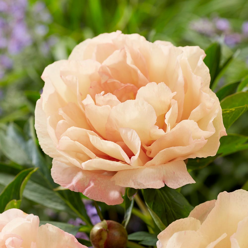 Peony 'Canary Brilliants' - Itoh Peony