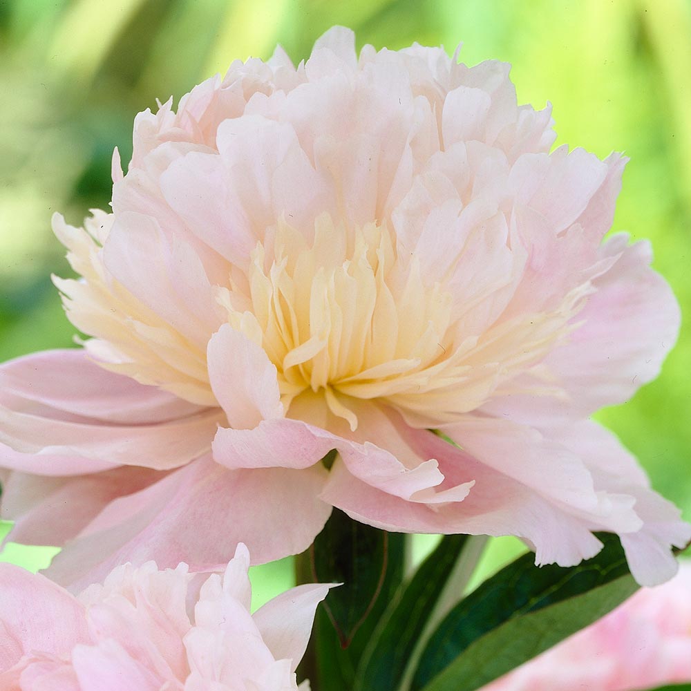 Peony 'Angel Cheeks'