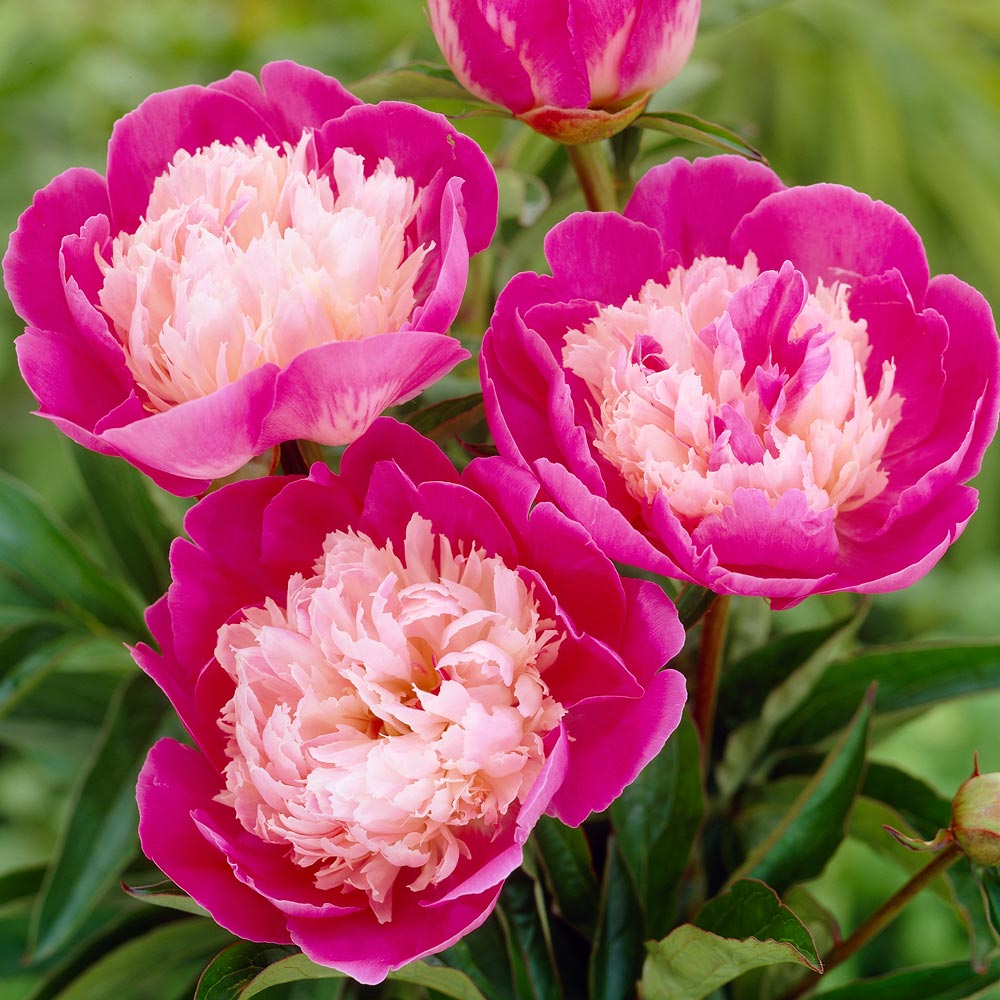 Peony 'Gay Paree'