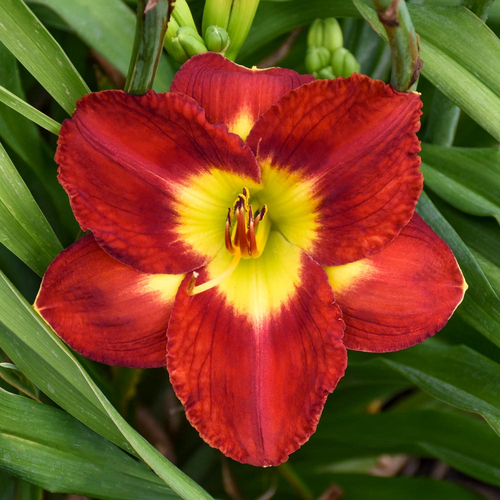 Hemerocallis (Daylily) 'Passion for Red' - Reblooming