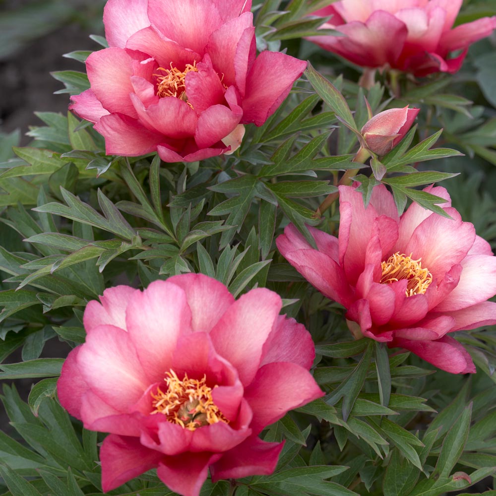 Peony 'Julia Rose' - Itoh Peony