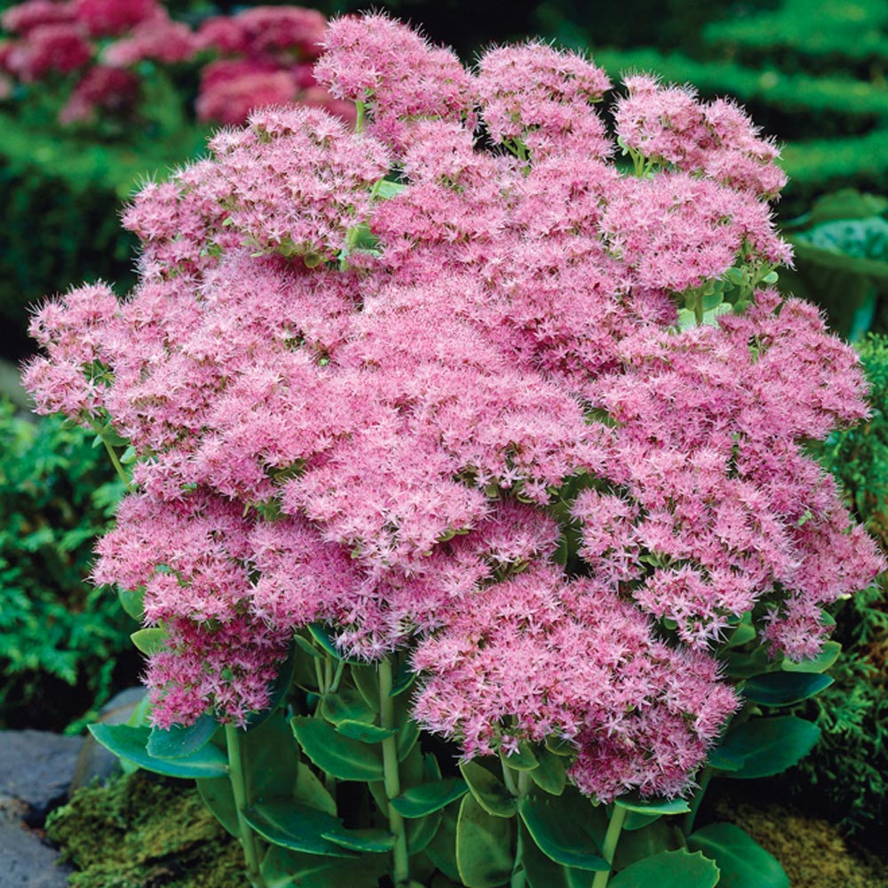 Sedum spectabile 'Brilliant'