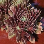  Sempervivum 'Purple Passion'