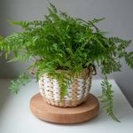  Rabbit's Foot Fern