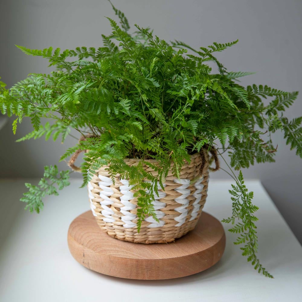 Rabbit's Foot Fern