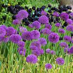  Allium 'Purple Sensation'