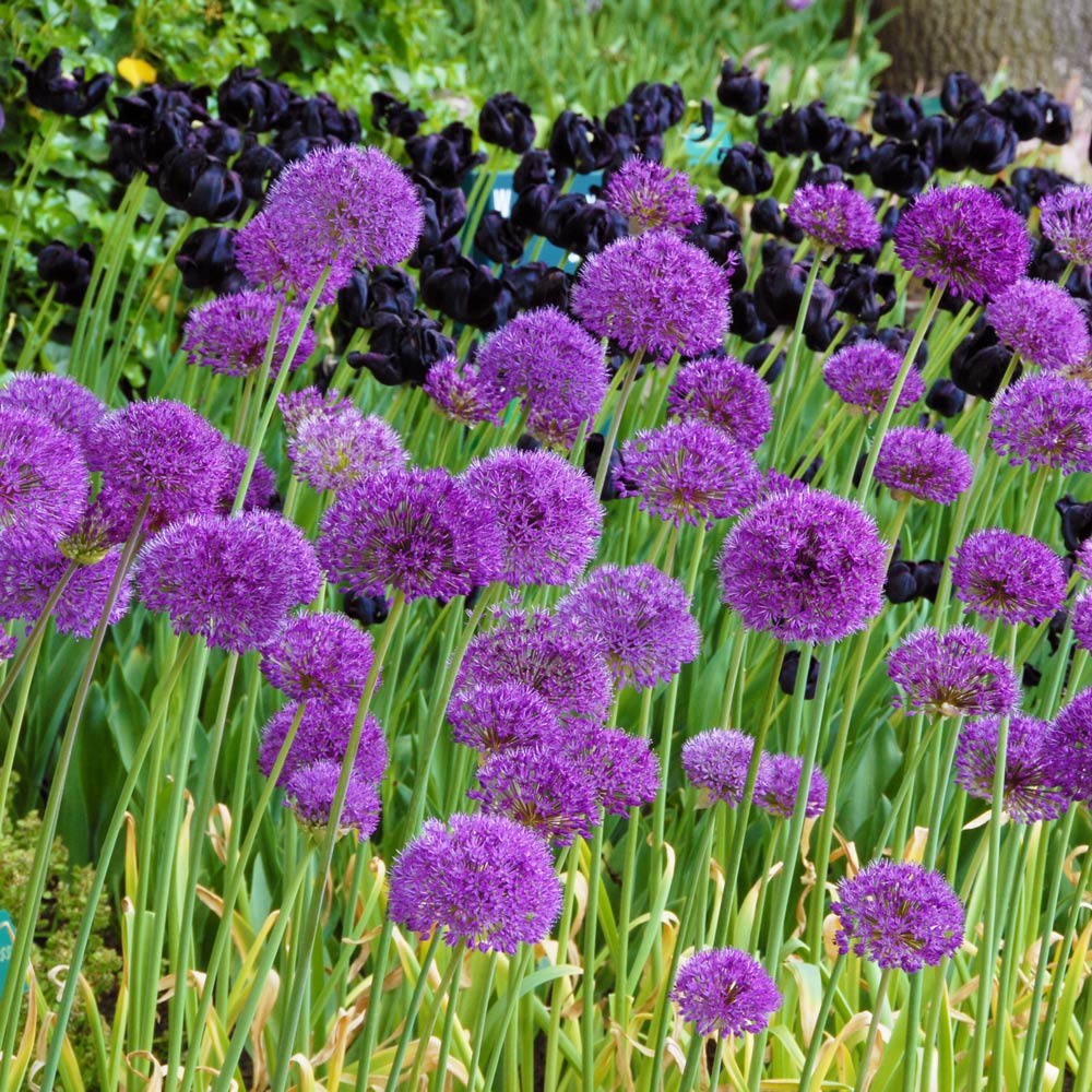 Allium 'Purple Sensation'