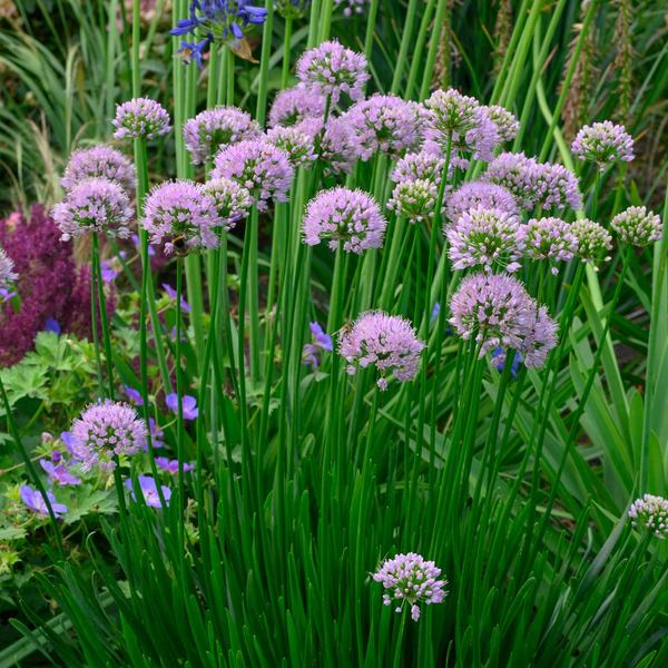 Allium 'Summer Beauty' White Flower Farm