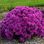  Symphyotrichum novae-angliae 'Pink Crush'