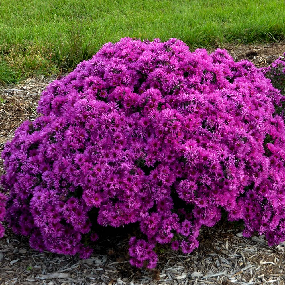 Symphyotrichum novae-angliae 'Pink Crush'