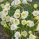  Narcissus bulbocodium 'Mary Poppins'
