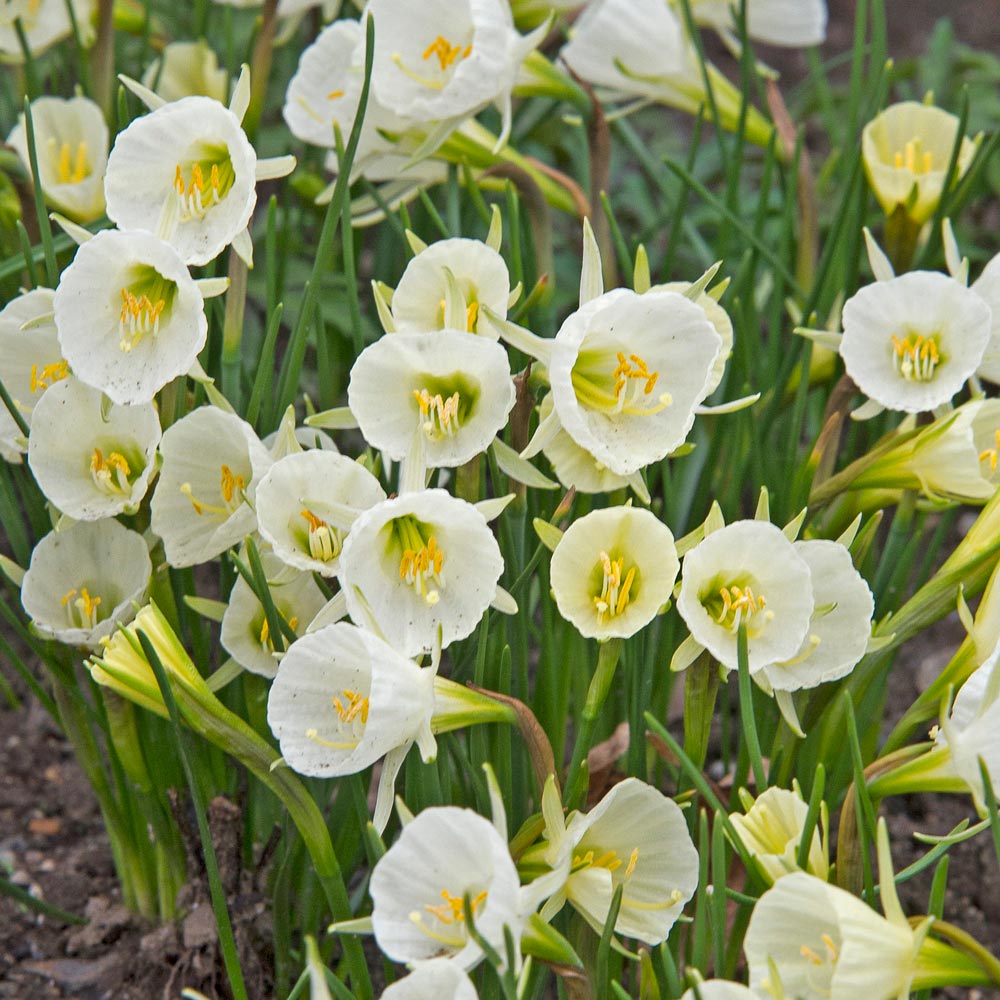 Narcissus bulbocodium 'Mary Poppins'