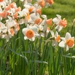  Narcissus 'Chromacolor'