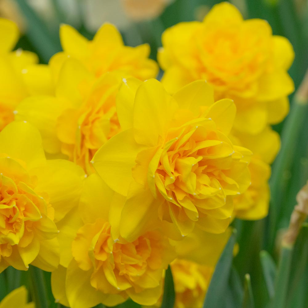 Narcissus Heamoor White Flower Farm