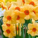  Narcissus 'Sabine Hay'