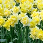  Narcissus 'Ambon'