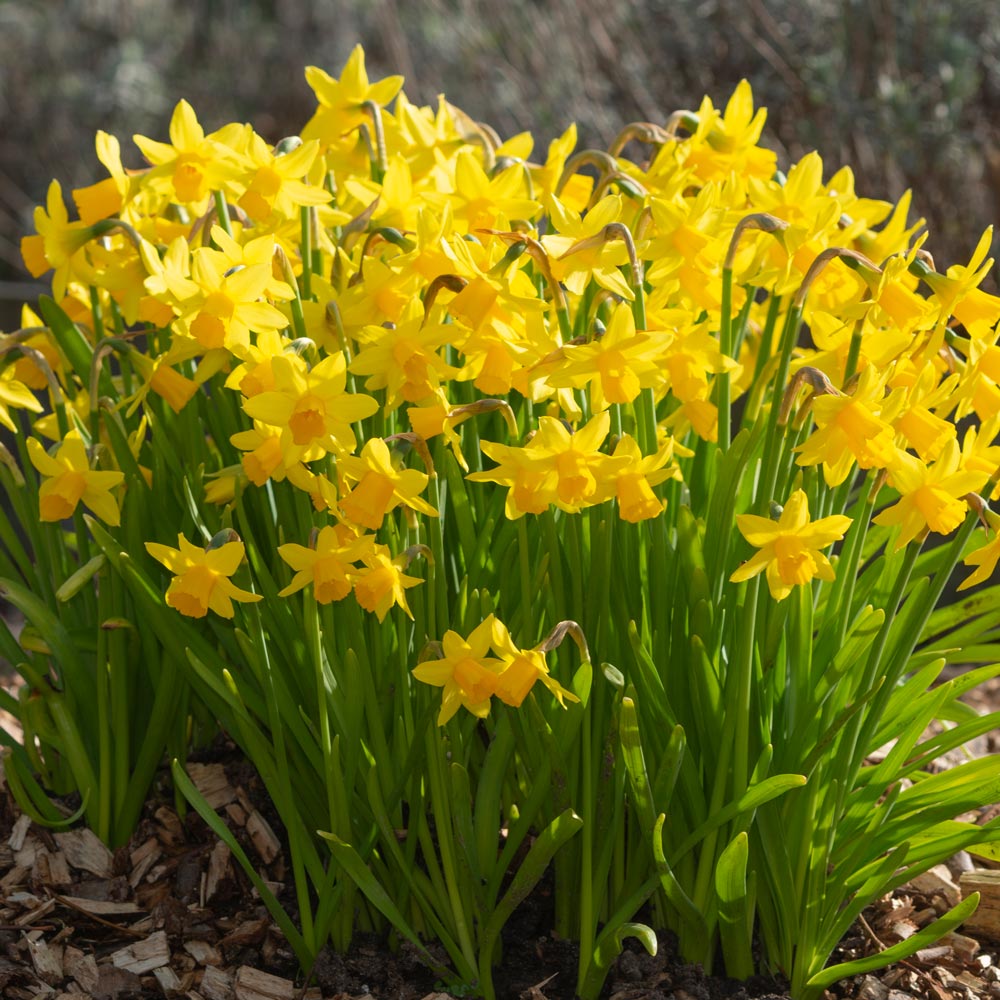 Narcissus 'Tête-à-Tête'