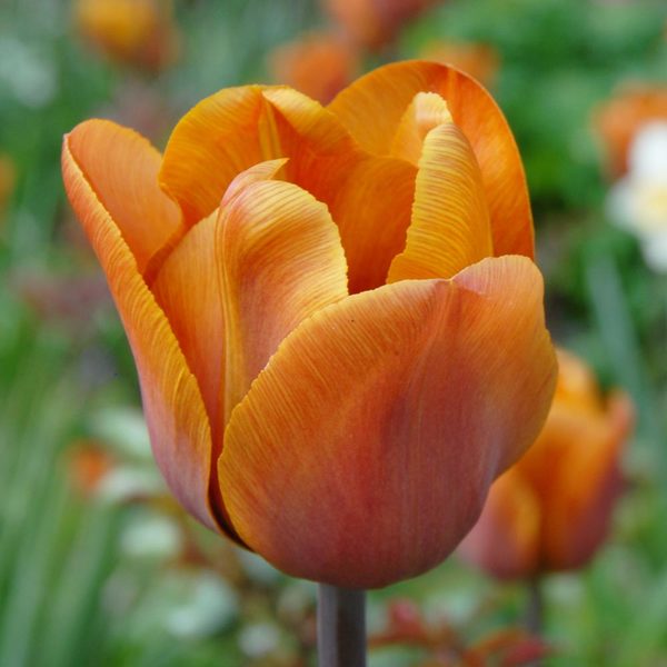 Tulip 'Cairo' White Flower Farm