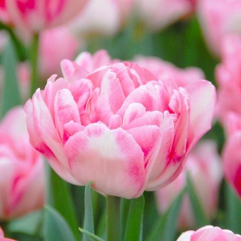  Tulip 'Foxtrot'