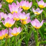  Tulip bakeri 'Lilac Wonder'