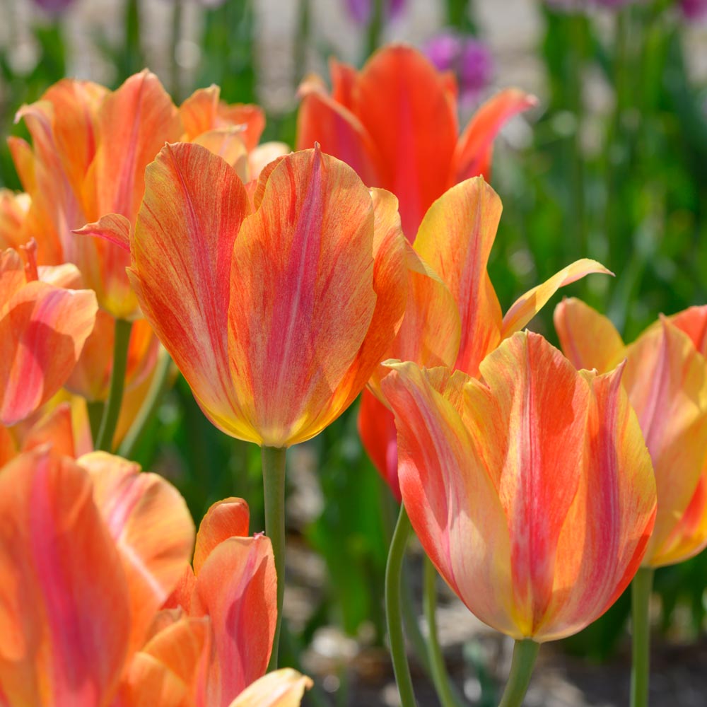 Tulip El Nino White Flower Farm