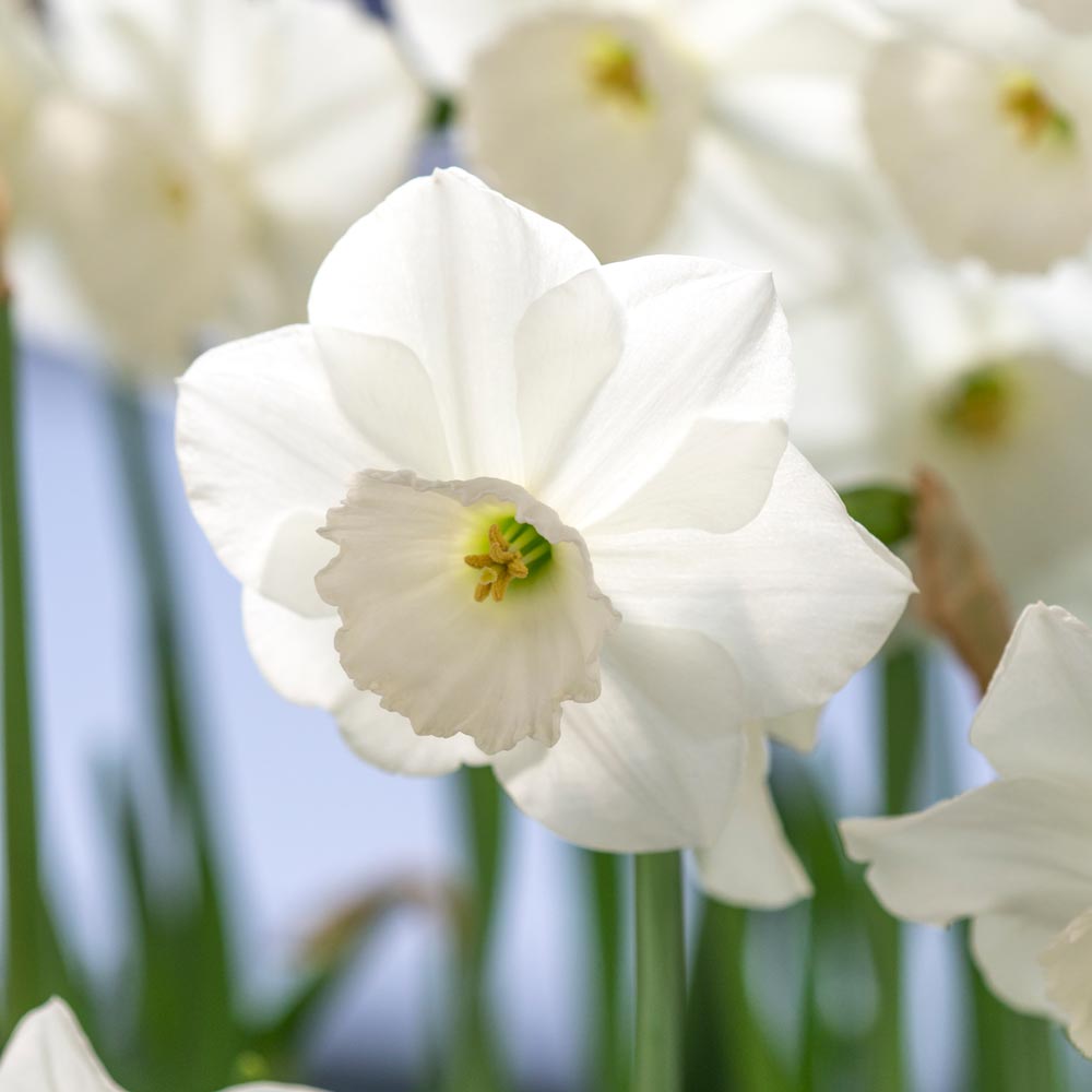 Narcissus 'Stainless' White Flower Farm