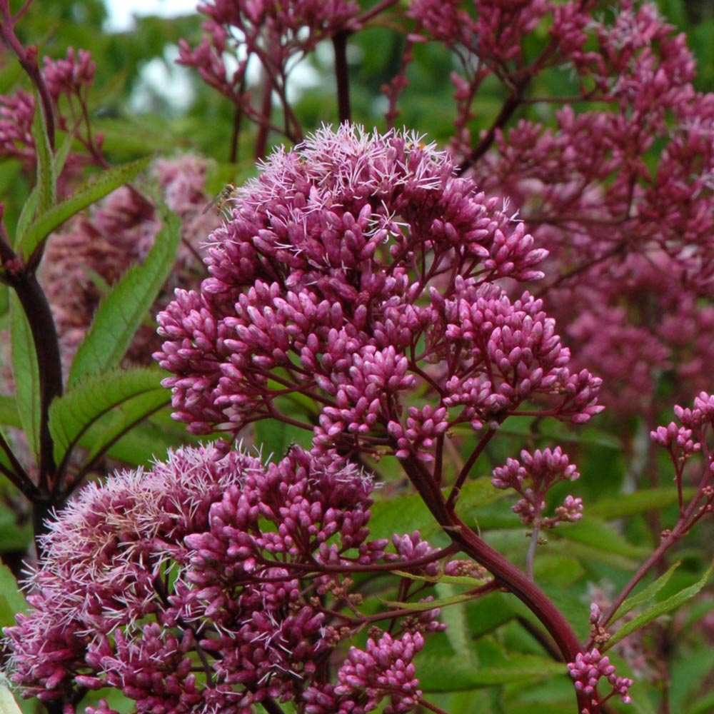 Eupatorium maculatum 'Gateway'