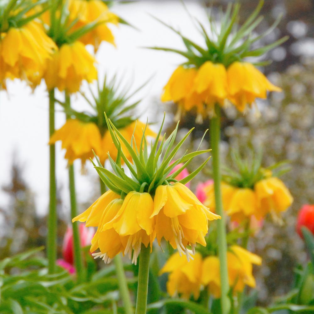 Fritillaria imperialis 'Lutea'