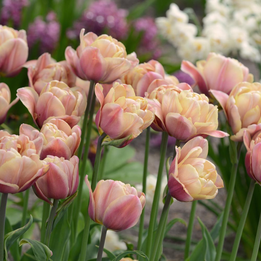 Tulip 'La Belle Epoque'