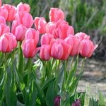  Tulip 'Pink Impression'