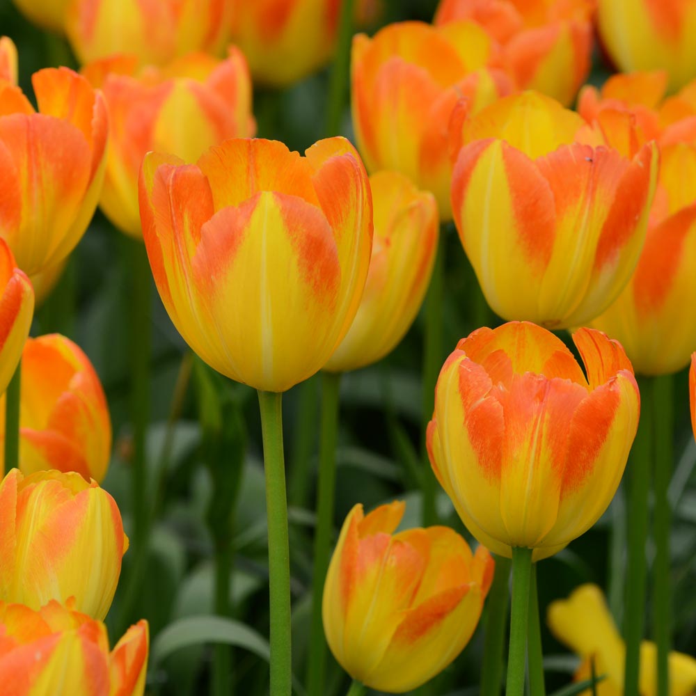 Tulip 'Prinz Armin'